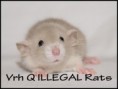 † Quentina ILLEGAL Rats (Q2)